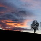 Drei Bäume im Abendlicht