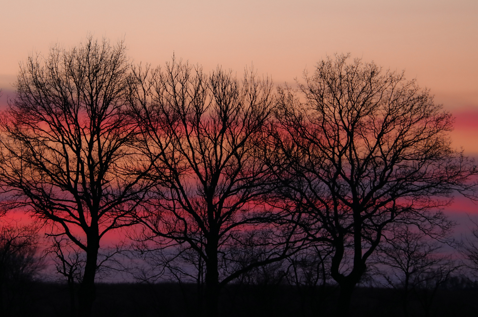 Drei Bäume im Abendrot