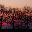 Drei Bäume im Abendrot