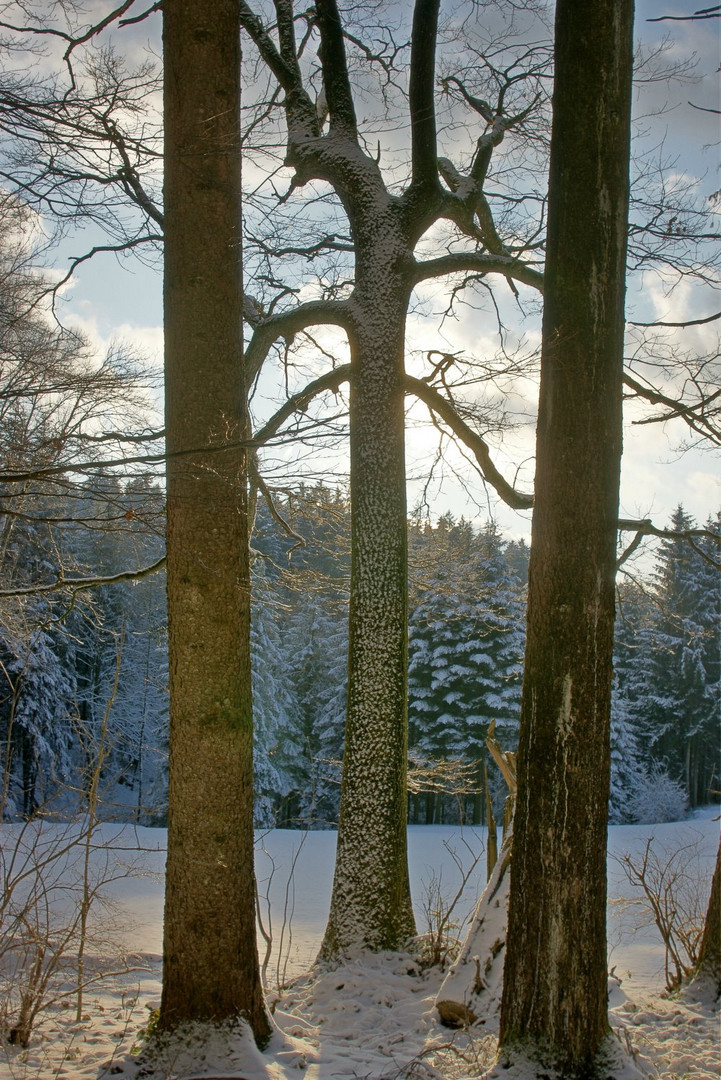 Drei Bäume im Gegenlicht