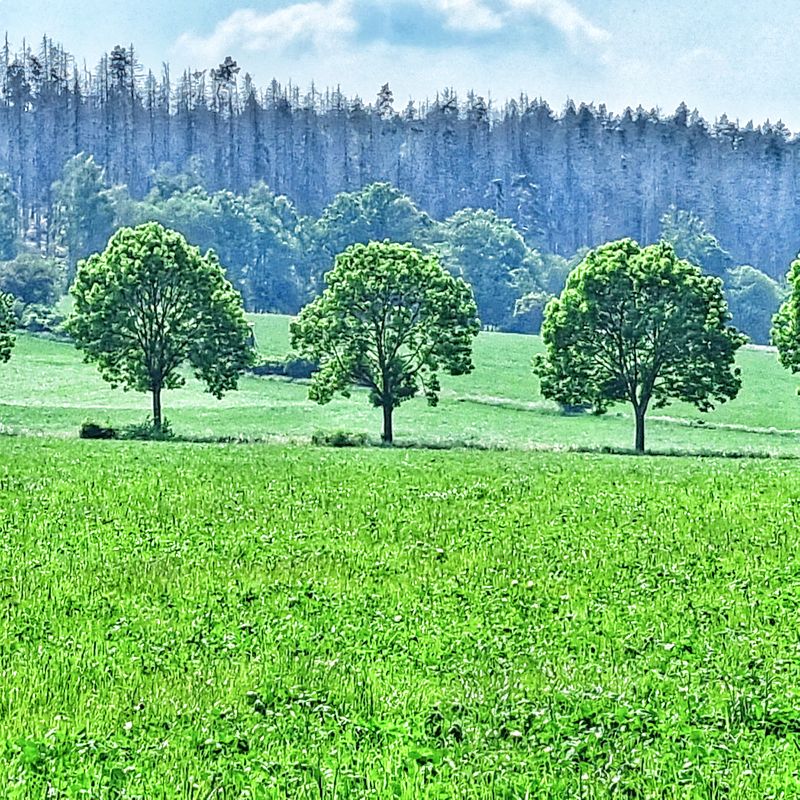 Drei Bäume im Grünen