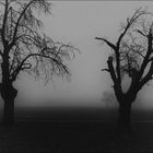 drei bäume im nebel