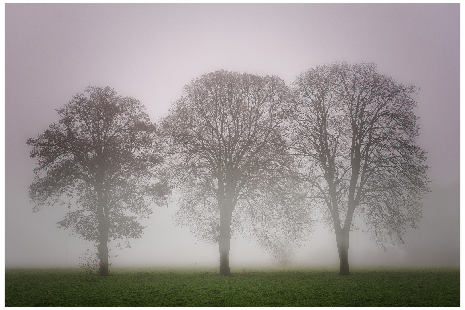 Drei Bäume im Nebel