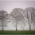 Drei Bäume im Nebel