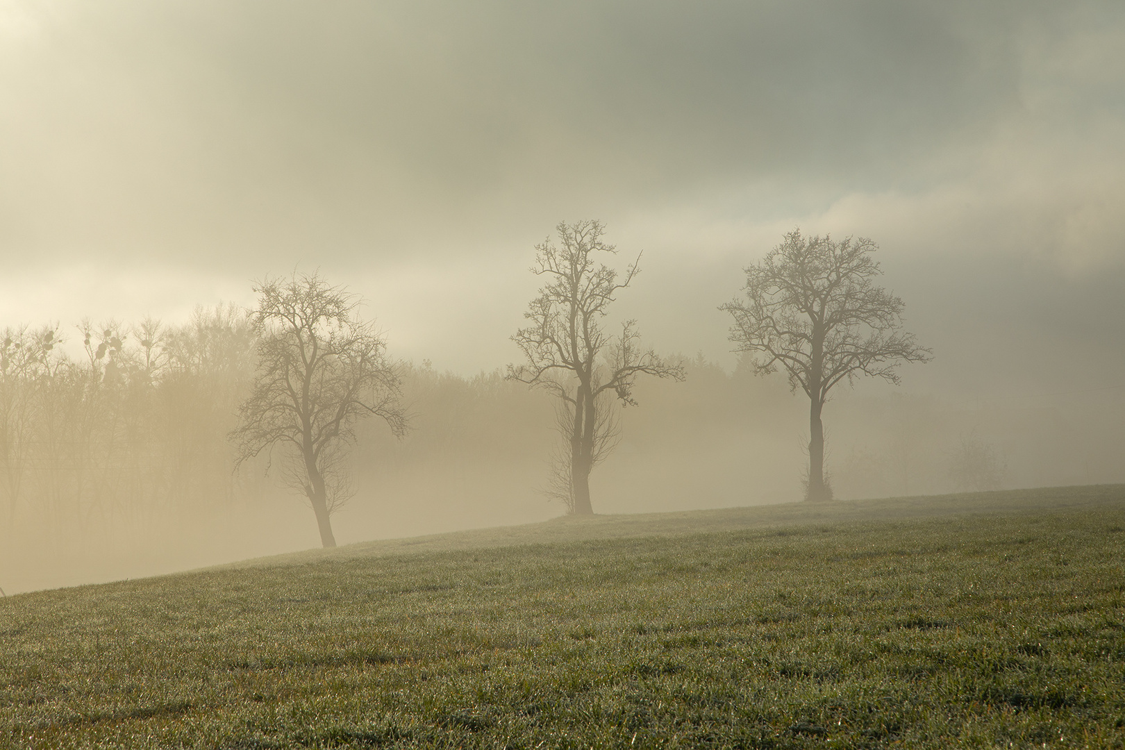 drei Bäume im Nebel