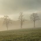 drei Bäume im Nebel