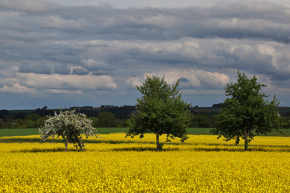 drei Bäume im Rapsfeld