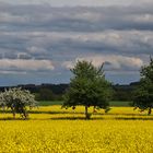 drei Bäume im Rapsfeld