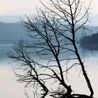 Drei Bäume im Rhein