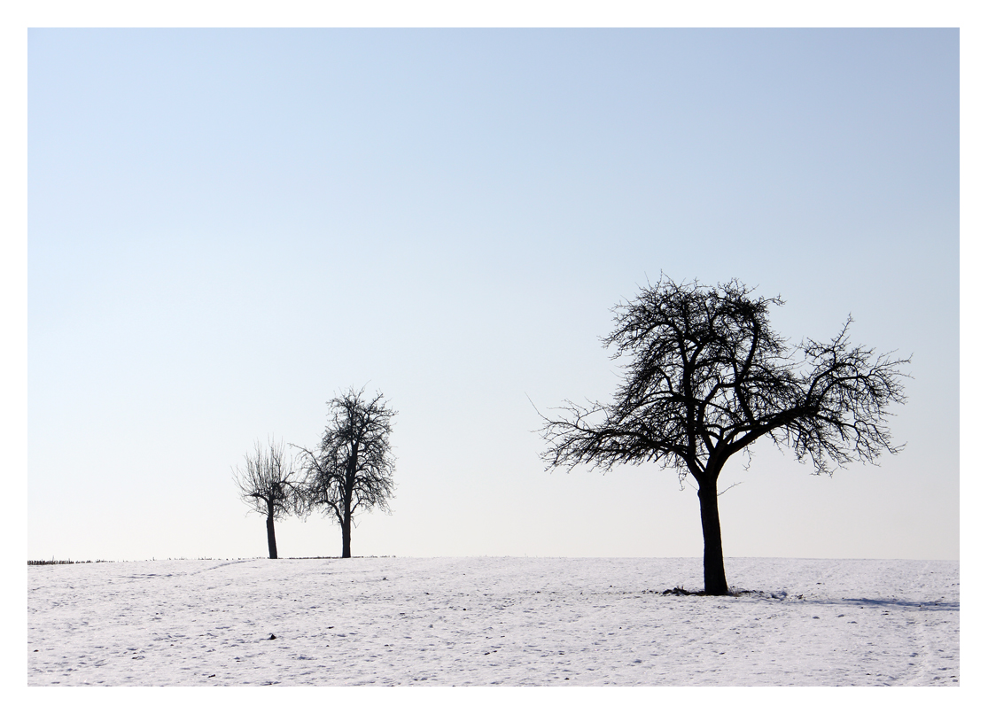 drei Bäume im Schnee