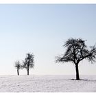 drei Bäume im Schnee