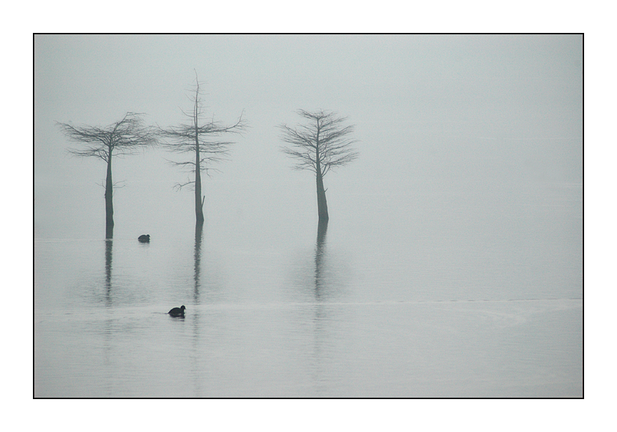 Drei Bäume im See