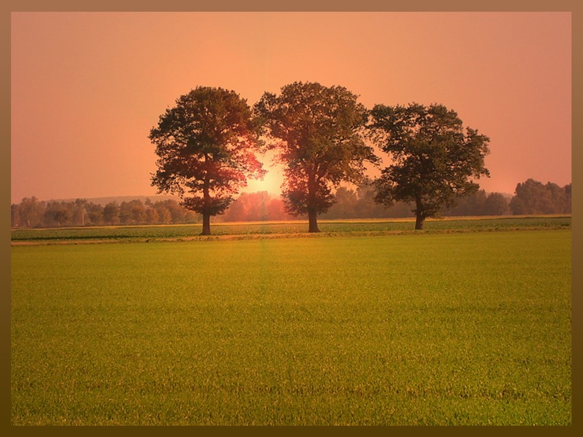 Drei Bäume in der Abendsonne