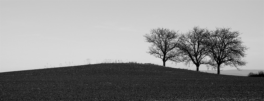 Drei Bäume in der Fidei