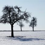 Drei Bäume müsst Ihr sein...!