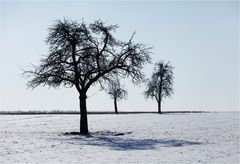 Drei Bäume müsst Ihr sein...!