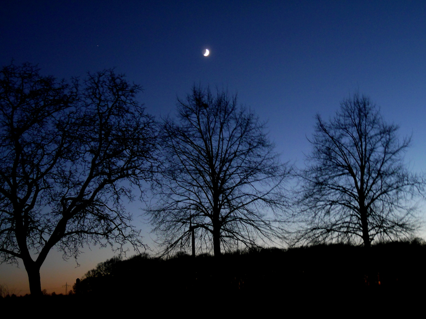Drei Bäume und der Mond