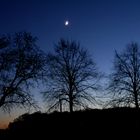 Drei Bäume und der Mond