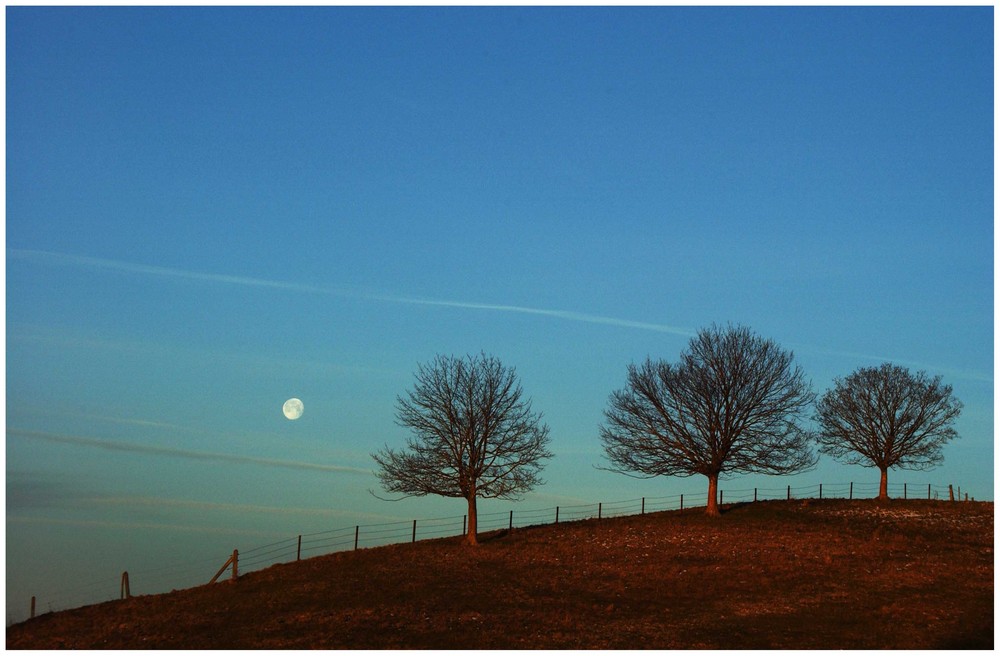 Drei Bäume und Mond