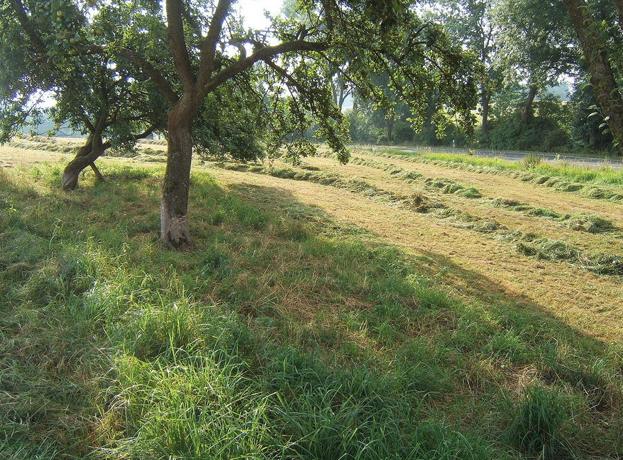 Drei-Baum-Welt