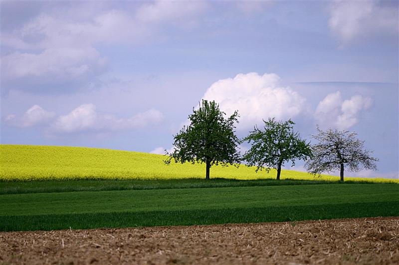 Drei Baume in drei farben Land