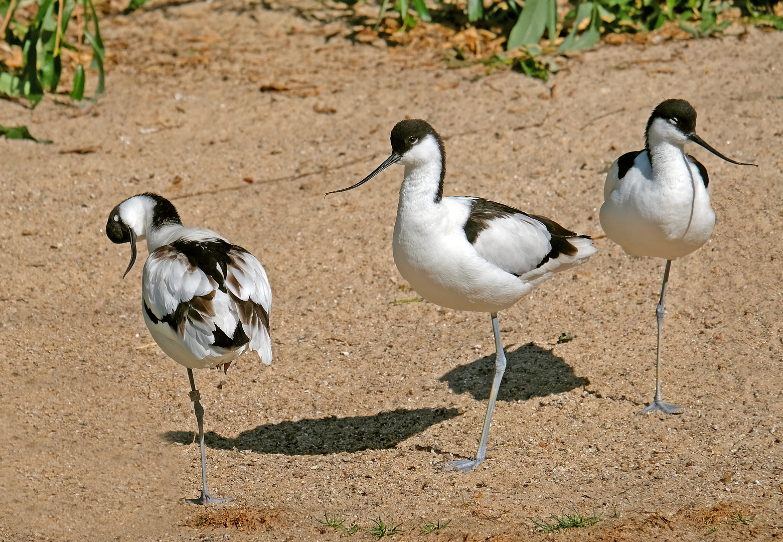 Drei Beine für drei Vögel