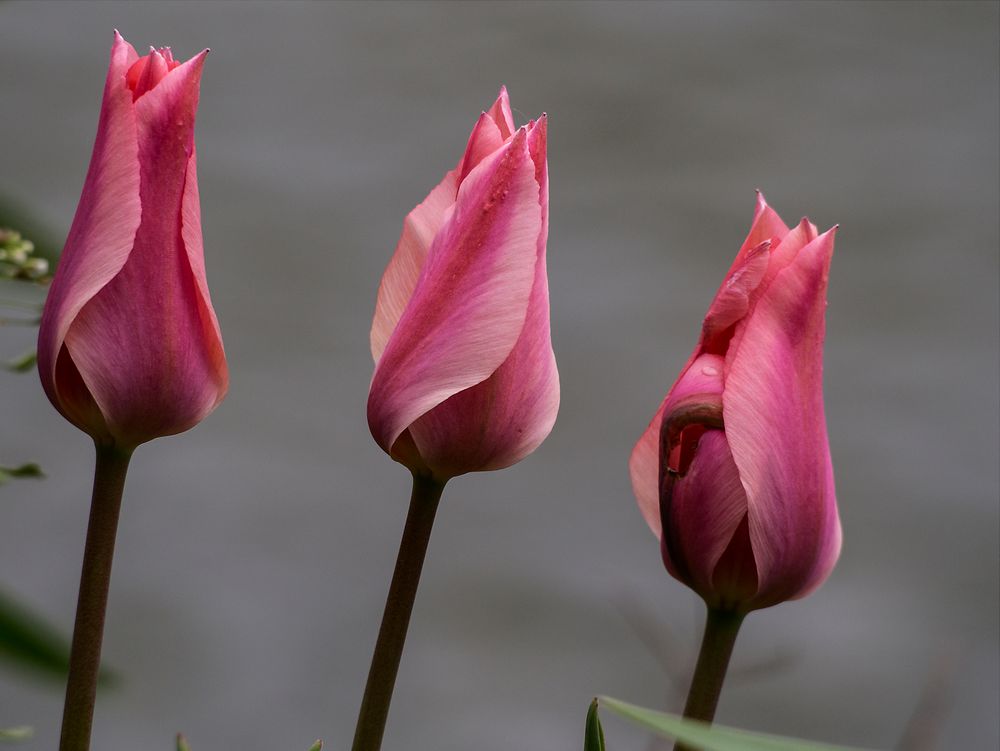 drei besonders stramme tulpen(nix muske)tiere