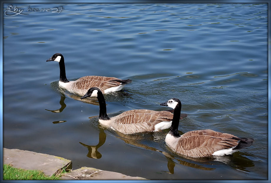 Drei Besucher aus Canada...............