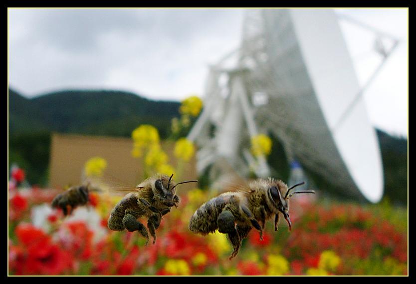 Drei Bienen