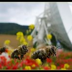 Drei Bienen