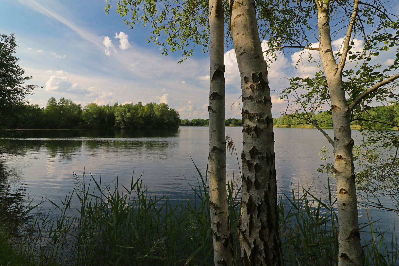 Drei Birken am See