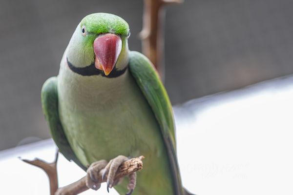 Drei- bis viermal ...