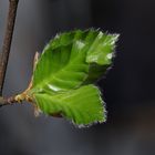 drei Blätter frisch entfaltet