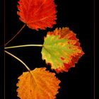 Drei Blätter Herbst (1)