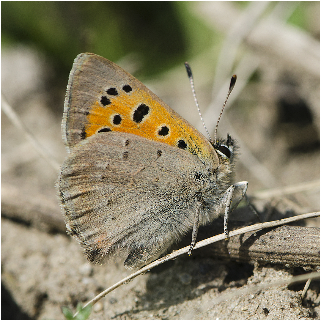 Drei Bläulingsarten an einem Tag . . . (1) - Kleiner Feuerfalter - Lycaena phlaeas