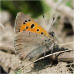 Drei Bläulingsarten an einem Tag . . . (1) - Kleiner Feuerfalter - Lycaena phlaeas