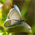 Drei Bläulingsarten an einem Tag . . . (2) - Faulbaumbläuling - Celastrina argiolus