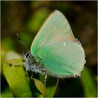 Drei Bläulingsarten an einem Tag . . . (3) - Grüner Zipfelfalter - Callophrys rubi