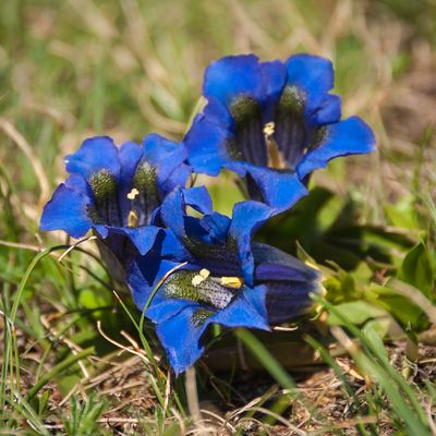 drei Blümchen am Mittwoch