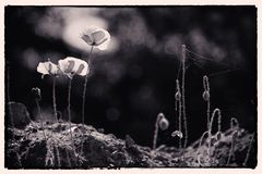 drei Blüten
