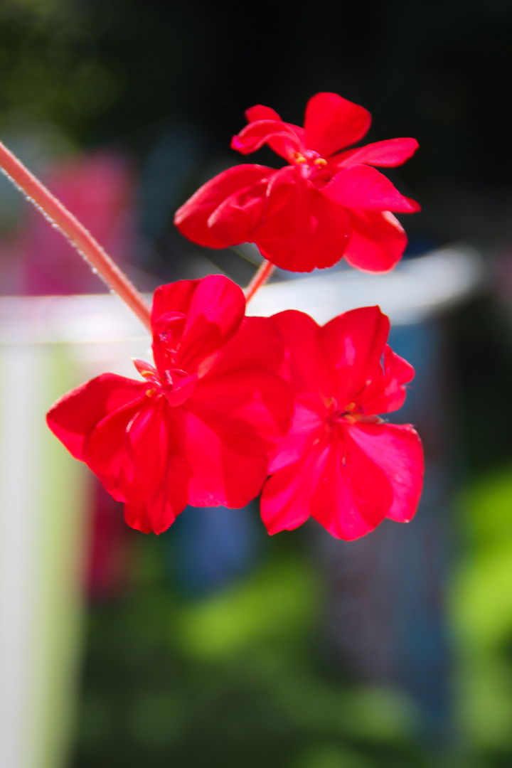 Drei Blüten einer roten Geranie