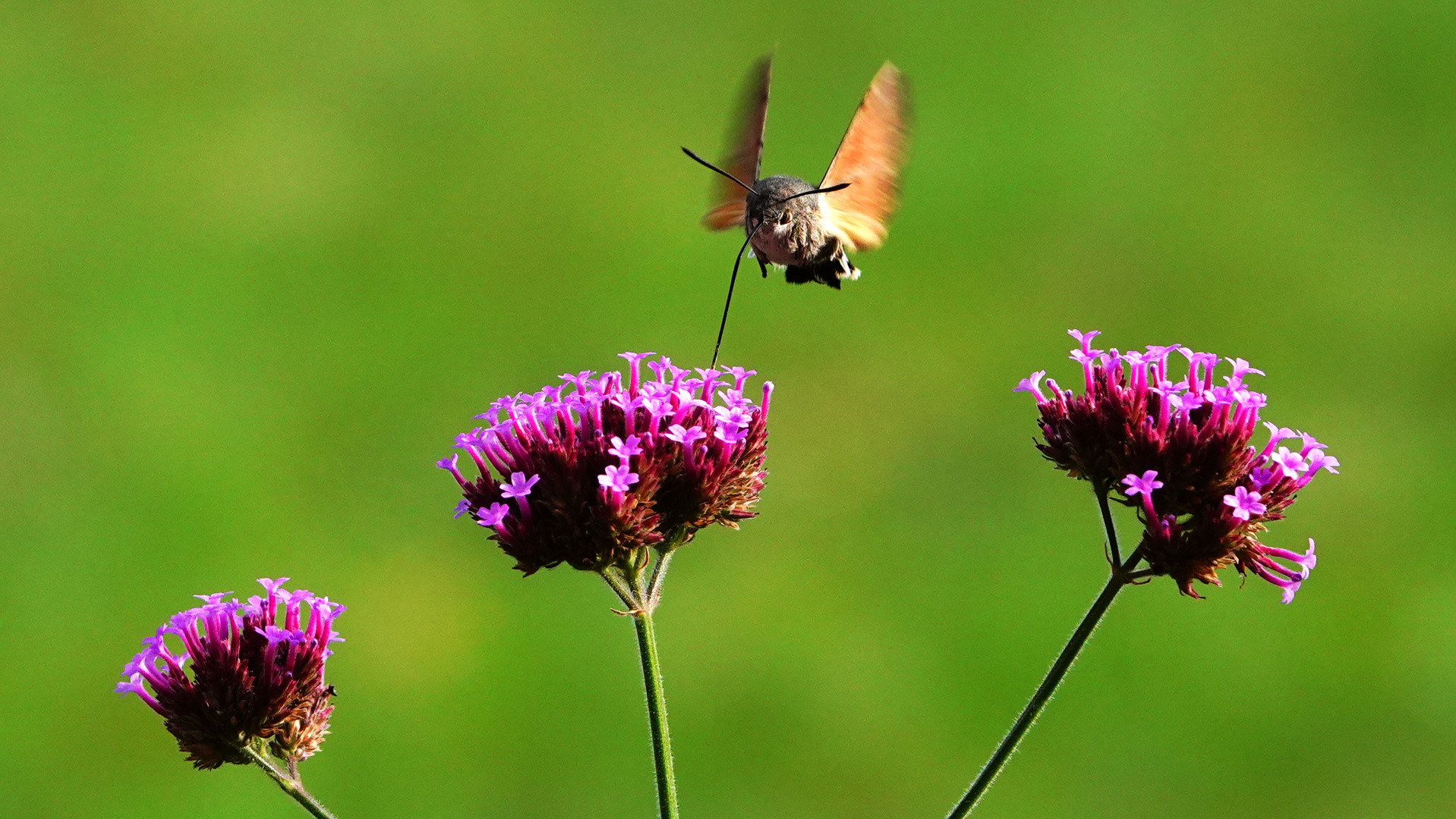 Drei Blüten mit Taubenschwänzchen