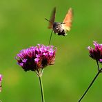 Drei Blüten mit Taubenschwänzchen