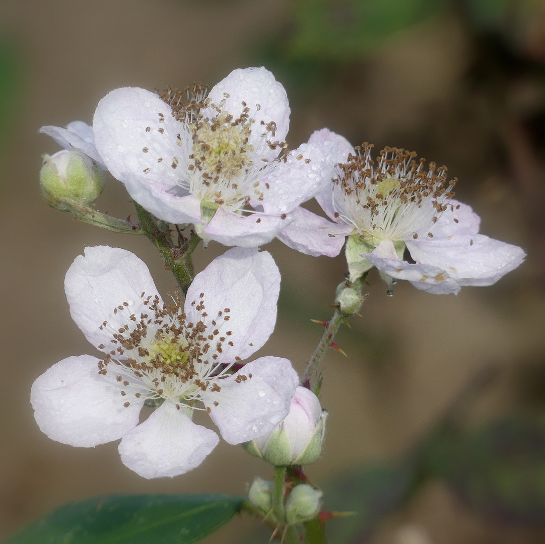 Drei Brombeerblüten im Herbst