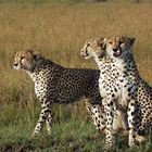 Drei Brüder Geparden
