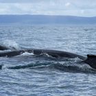 drei Buckelwale nebeneinander