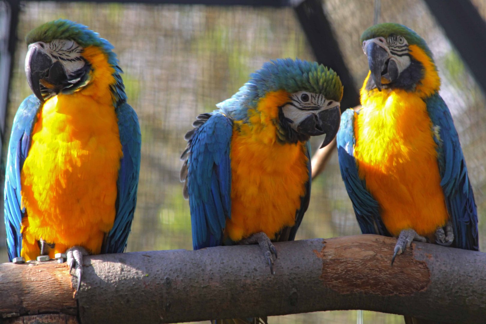 Drei bunte  Papageien Foto Bild tiere  zoo wildpark 