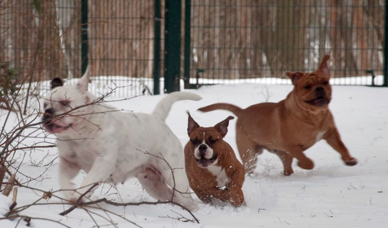 drei Continental Bulldoggen entwickeln Tempo