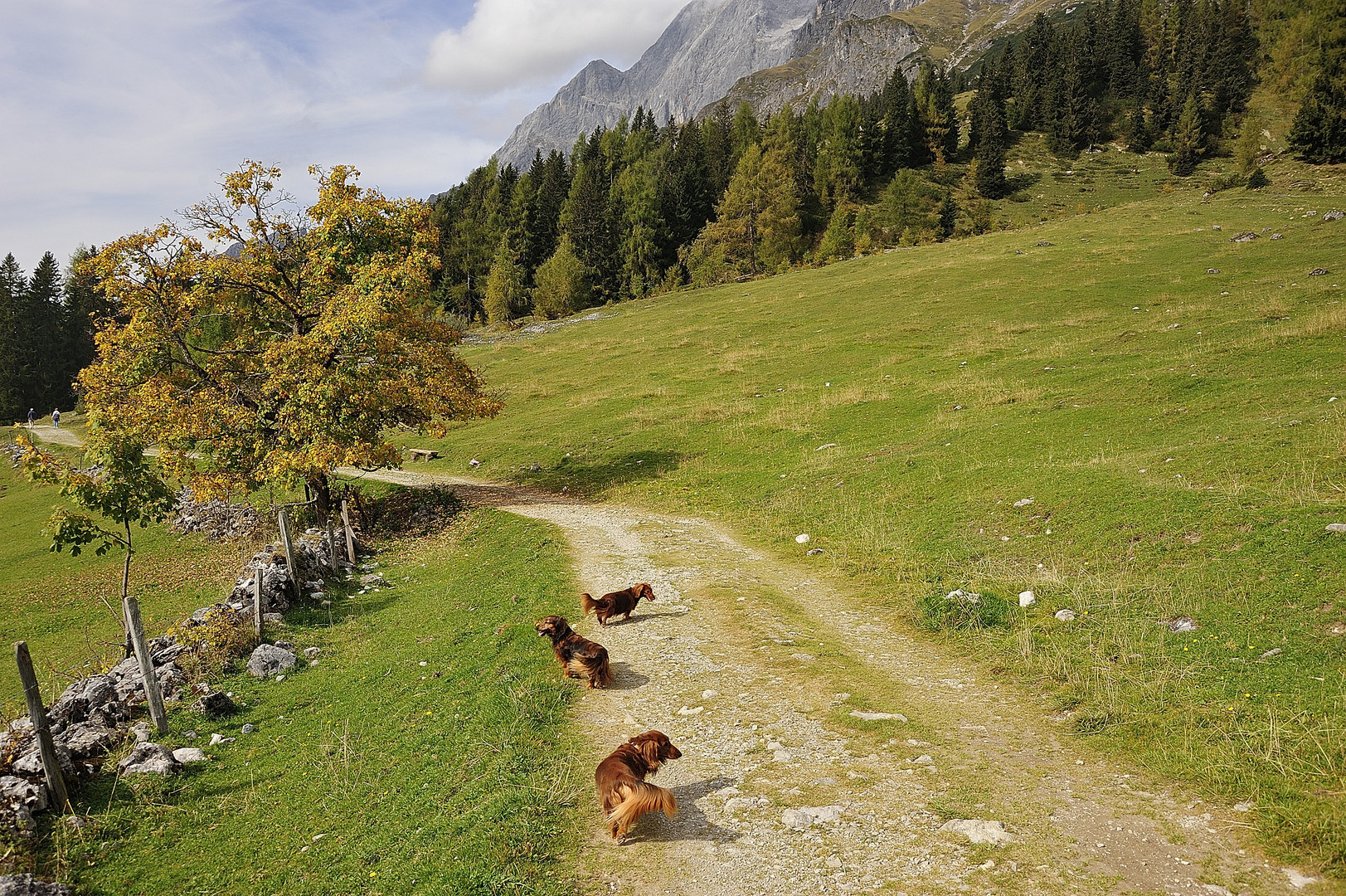 Drei Dackel auf dem Weg nach oben...