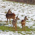 Drei Damen im Schnee